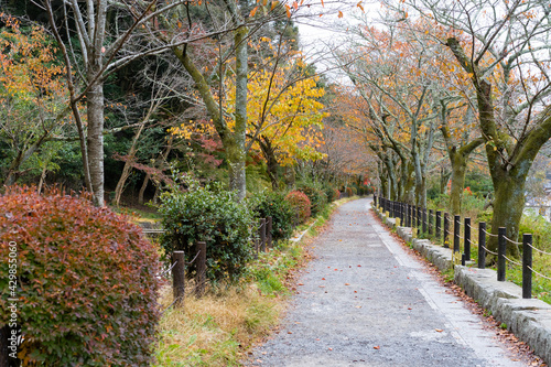 秋・哲学の道・京都