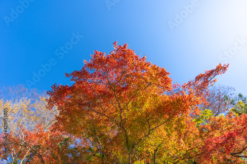 紅葉・京都