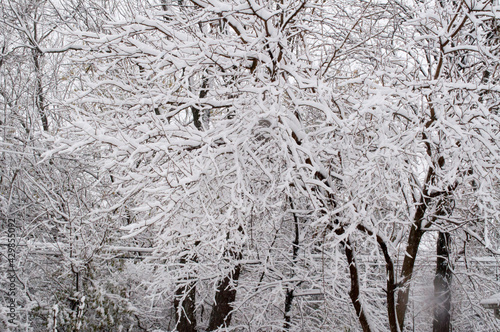 snow covered tree