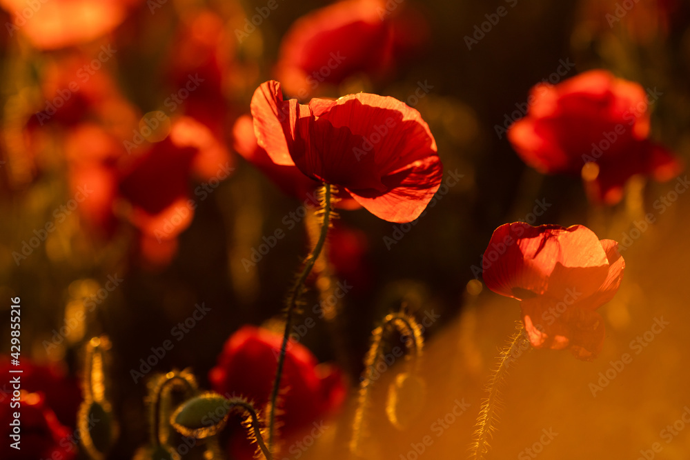 Obraz premium selective focus. Poppy field in the rays of the setting sun. Nature, desktop wallpapers. Red petals lit by the sun. Unopened buds and shaggy stems. Blurred background