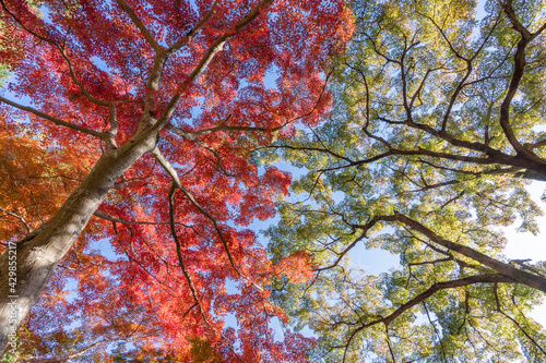 紅葉・京都