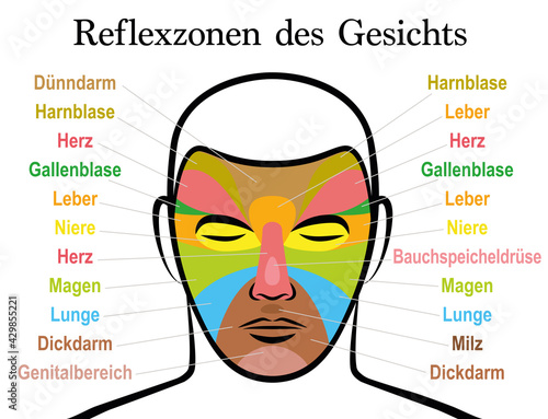 Face reflexology chart, german text. Alternative acupressure and physiotherapy health treatment. Zone massage chart with colored areas and names of internal organs. Colorful face mapping.
