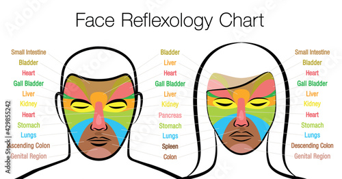 Face reflexology chart, woman and man. Acupressure and physiotherapy health treatment. Zone massage chart with colored areas and names of internal organs. Colorful face mapping.
