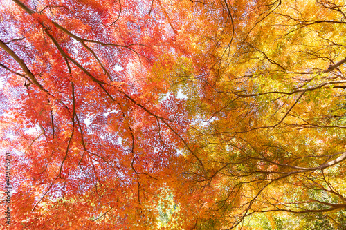 紅葉・京都