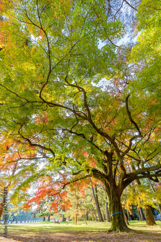 紅葉・京都
