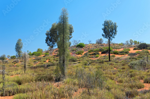 desert oak and brush in outback