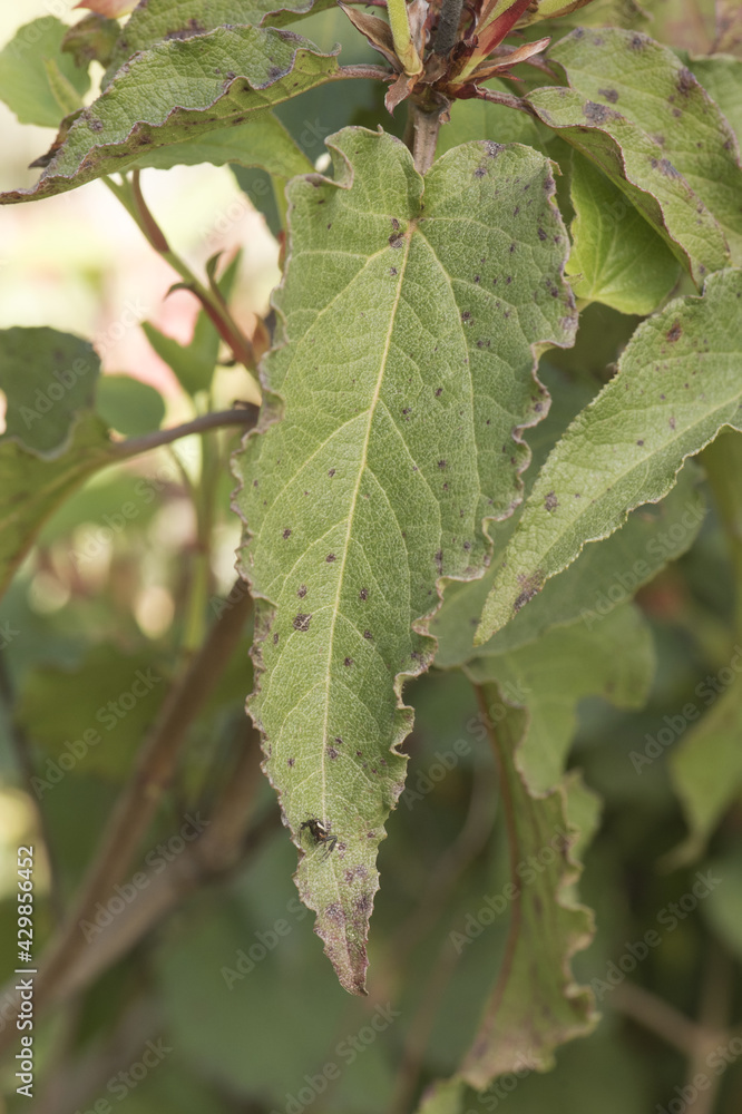 Cistus populifolius, male deer rockrose leaves buds red green stems young spring shoots on deep green defocused background Cistus populifolius, male deer rockrose leaves buds red green stems young spring shoots on deep green defocused background