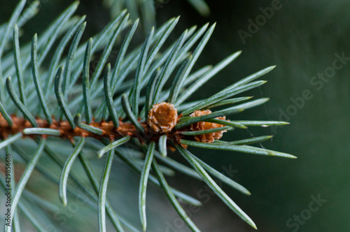 close up of pine cones