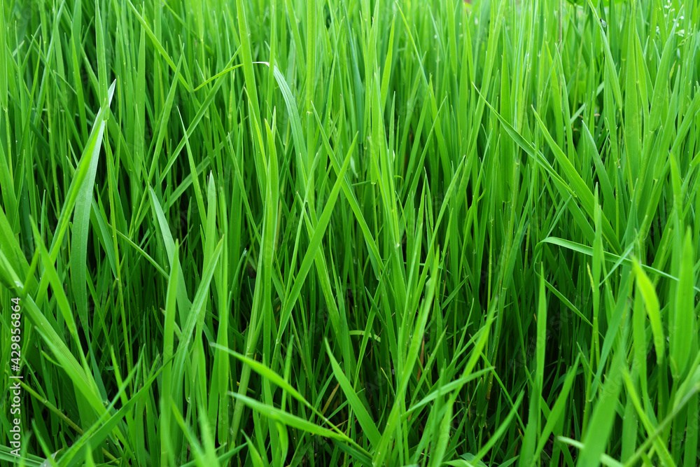 Fresh summer green bright juice texture of grass Fresh summer green bright juice texture of grass