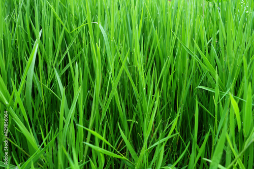 Fresh summer green bright juice texture of grass © AnnaS