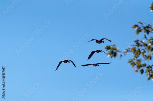 birds in flight