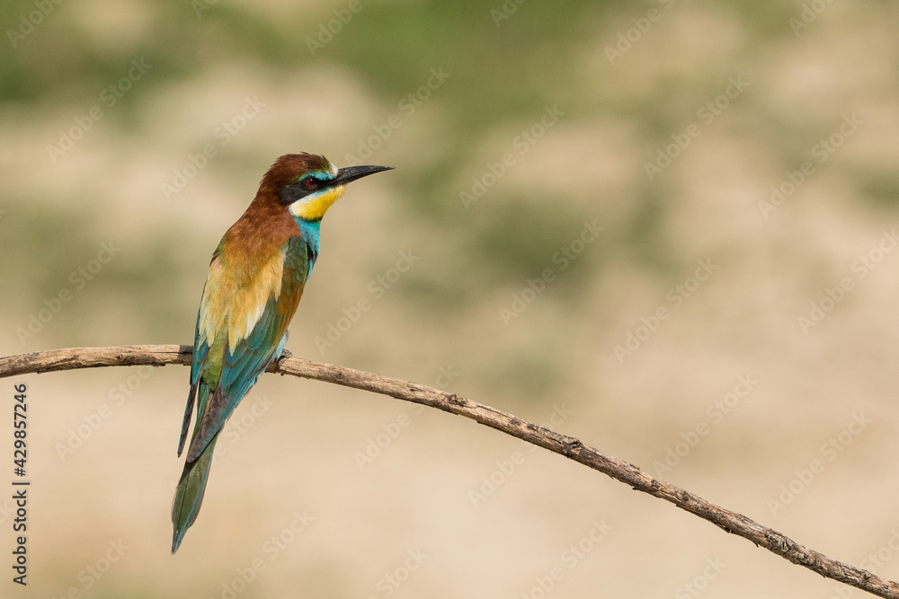 The European bee-eater (Merops apiaster) is a richly-coloured bird of approximately 28 cm in length and a slightly downturned thin beak. The European bee-eater (Merops apiaster) is a richly-coloured bird of approximately 28 cm in length and a slightly downturned thin beak.