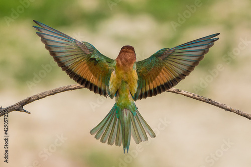 The European bee-eater (Merops apiaster) is a richly-coloured bird of approximately 28 cm in length and a slightly downturned thin beak.