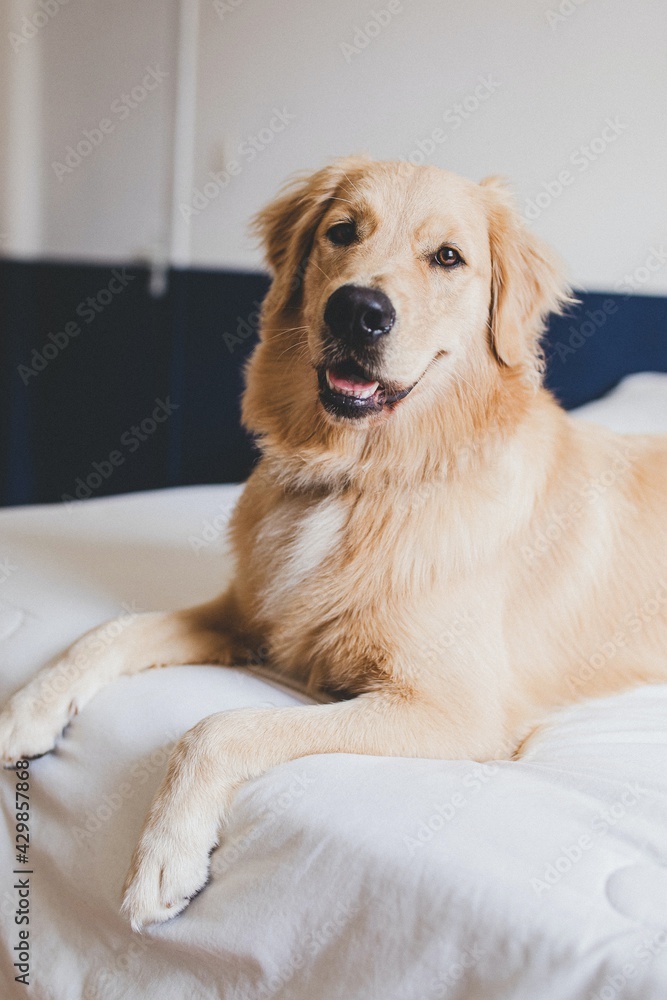 golden retriever dog golden retriever dog