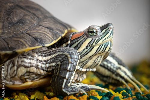 An image of Red Eared Turtle on background