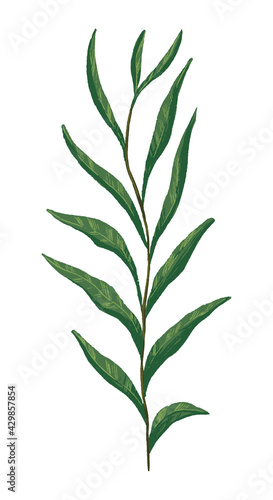 Green leaves branch. Colored field plant drawing. Hand drawn vector illustration. Botanical clipart isolated on white. Single element for design, postcard, print, decoration, sticker, typography.