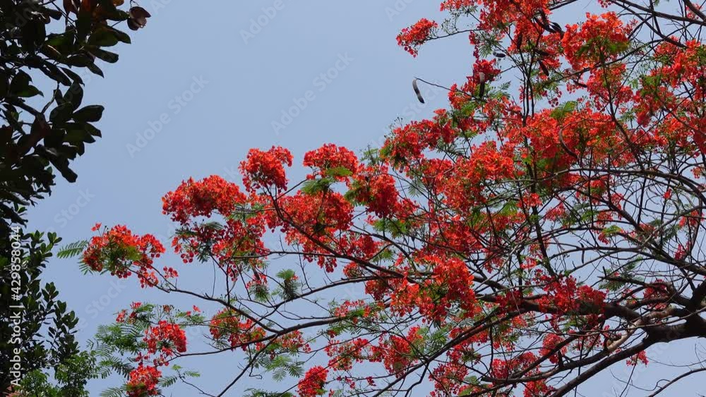 Summer flower Krishnachura (Delonix regia) or Peacock Flowers is blooming on the whole tree. Red-green flower background. 4k video. Summer flower Krishnachura (Delonix regia) or Peacock Flowers is blooming on the whole tree. Red-green flower background. 4k video.