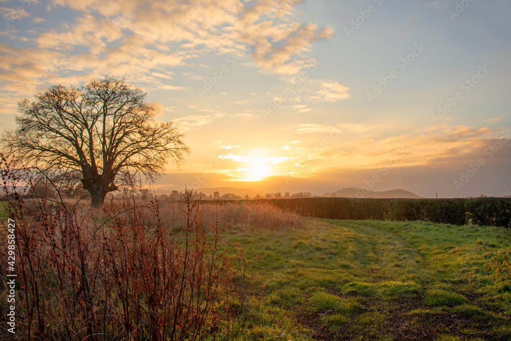 Sunset in the field