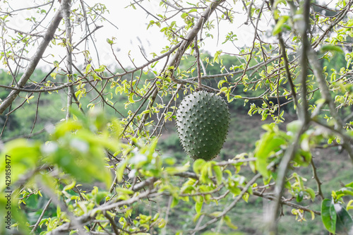 Annona muricata, soursop (guanábana) hanging from the tree with mite infestation. black spots on the skin of the fruit photo