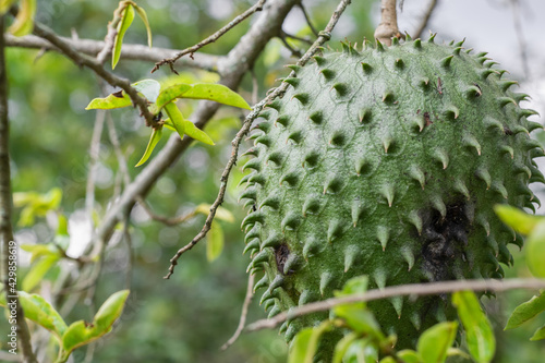 Annona muricata, soursop (guanábana) hanging from the tree with mite infestation. black spots on the skin of the fruit photo