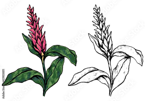 Ginger tropical flower. Hand drawn vector illustration. Botanical sketch of exotic plant. Colored and outline clipart isolated on white. Vintage element for design, postcard, print, decor, sticker.