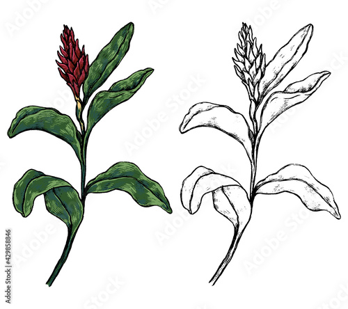 Ginger tropical flower. Hand drawn vector illustration. Botanical sketch of exotic plant. Colored and outline clipart isolated on white. Vintage element for design, postcard, print, decor, sticker.
