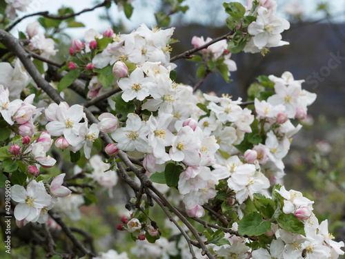 Grappes de fleurs blanches et bourgeons au printemps du pommier sauvage (Malus sylvestris)