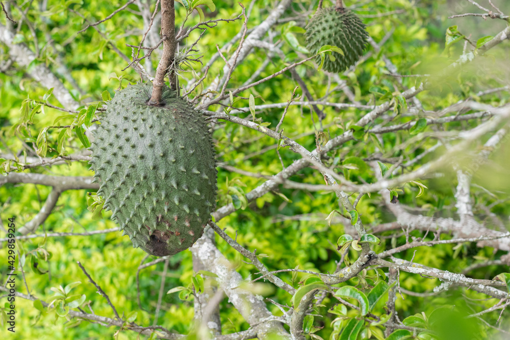 Annona muricata, soursop (guanábana) hanging from the tree with mite infestation. black spots on the skin of the fruit Annona muricata, soursop (guanábana) hanging from the tree with mite infestation. black spots on the skin of the fruit