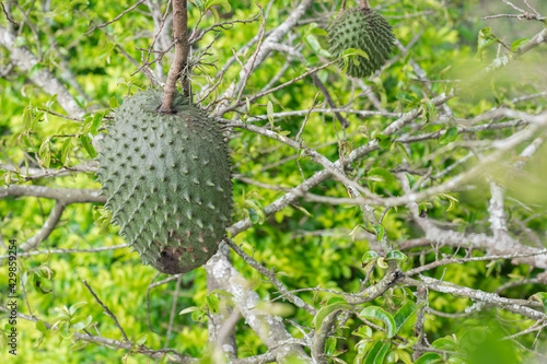 Annona muricata, soursop (guanábana) hanging from the tree with mite infestation. black spots on the skin of the fruit photo