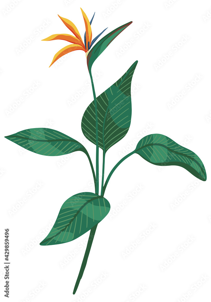 Strelitzia reginae, bird of paradise tropical flower. Exotic plant. Hand drawn vector illustration. Botanical clipart isolated on white. Bright single element for design, card, print, decor, sticker.