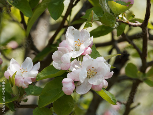 (Malus sylvestris) Pommier des bois ou pommier sauvage à floraison printanière blanc pur à rose pâle et foncé