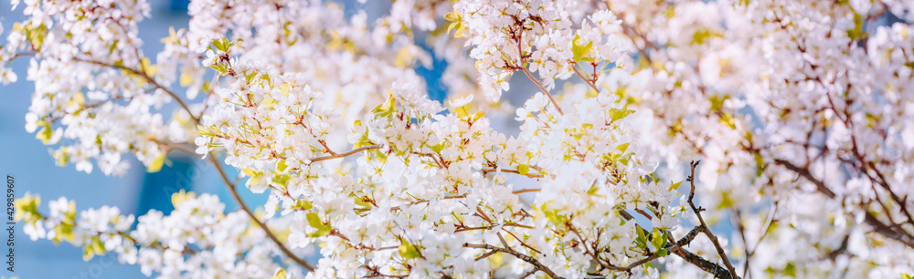 Fototapeta premium Beautiful panoramic spring scenery with cherry blossom and bokeh background