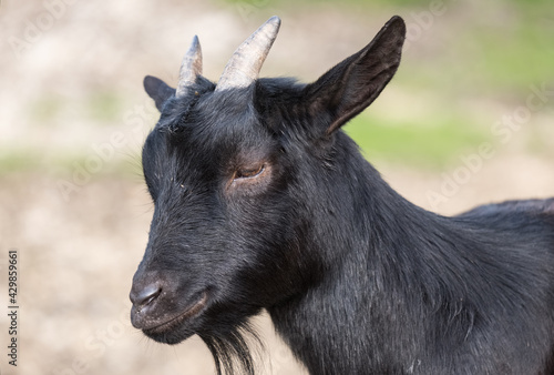 Head of a black pigmy goat, close up © Frischschoggi