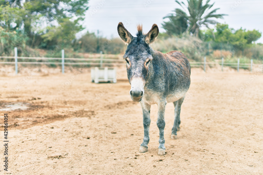 Adorable donkey walking at the farm.