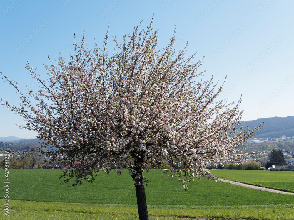 (Malus sylvestris) Pommier sauvage en fleurs dans un verger sous un ciel bleu (Malus sylvestris) Pommier sauvage en fleurs dans un verger sous un ciel bleu