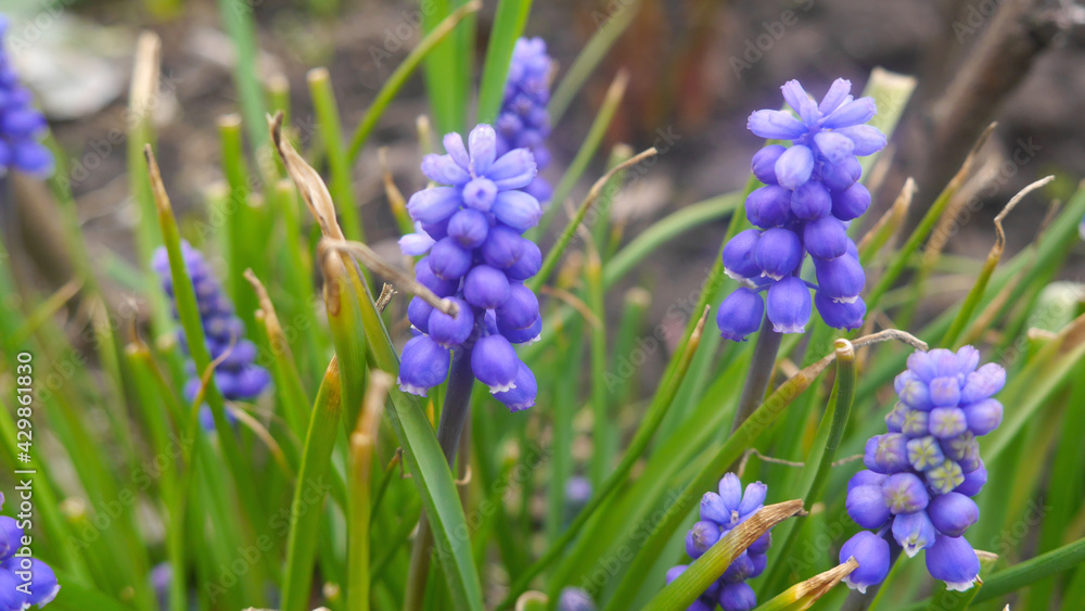 Nature photo purple Muscari flowers in green garden. Nature photo purple Muscari flowers in green garden.