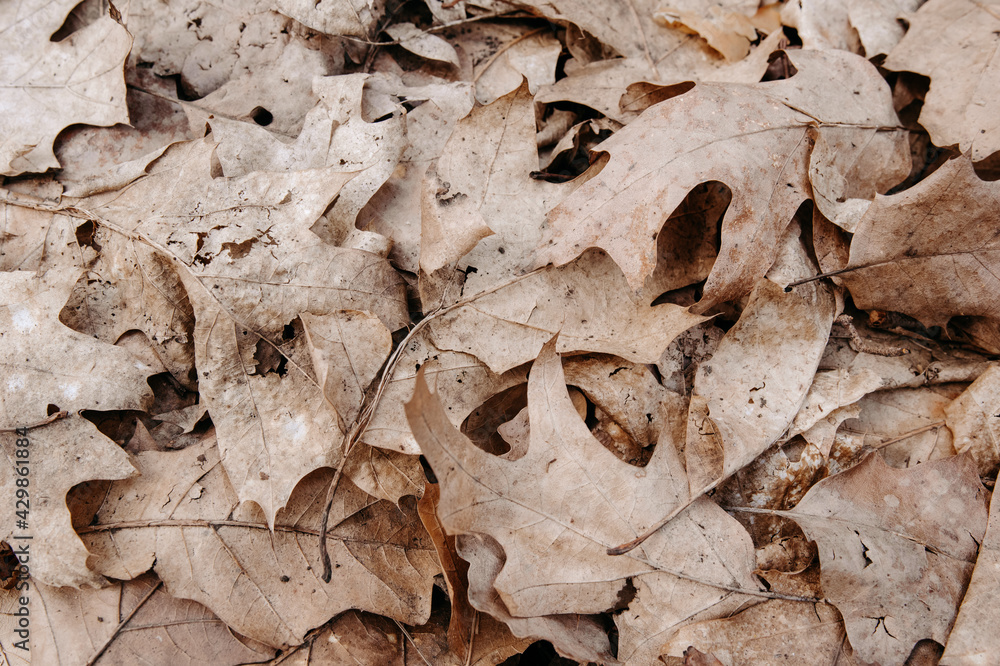 Background of dry brown leaves lying on the ground