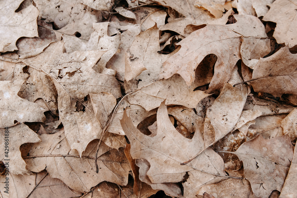 Background of dry brown leaves lying on the ground Background of dry brown leaves lying on the ground