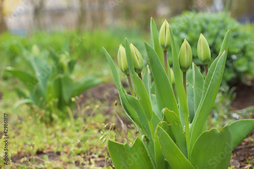 Beautiful unopened tulip buds outdoors on spring day  space for text