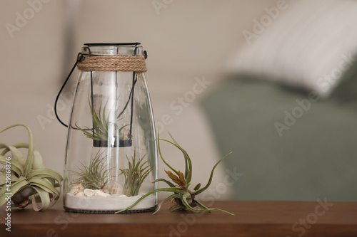 Different tillandsia plants and florarium on wooden table indoors, space for text. House decor photo