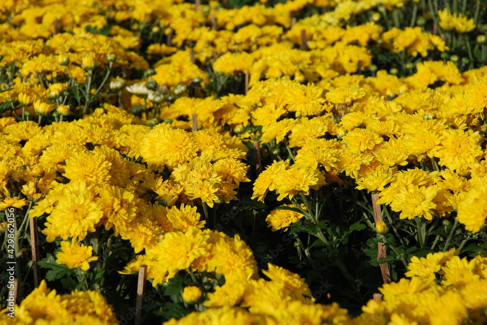 yellow flowers background yellow flowers background
