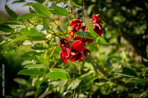 Red flower, green plant of summer