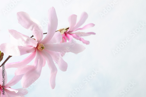 Magnolia tree branch with beautiful flowers on light background, closeup. Space for text