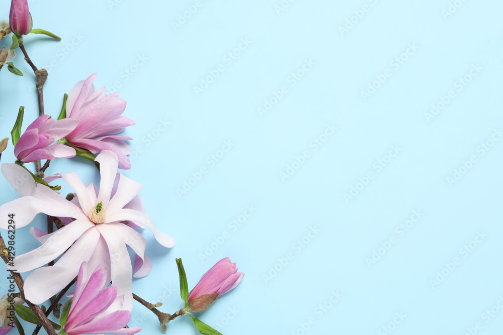 Magnolia tree branches with beautiful flowers on light blue background, flat lay. Space for text