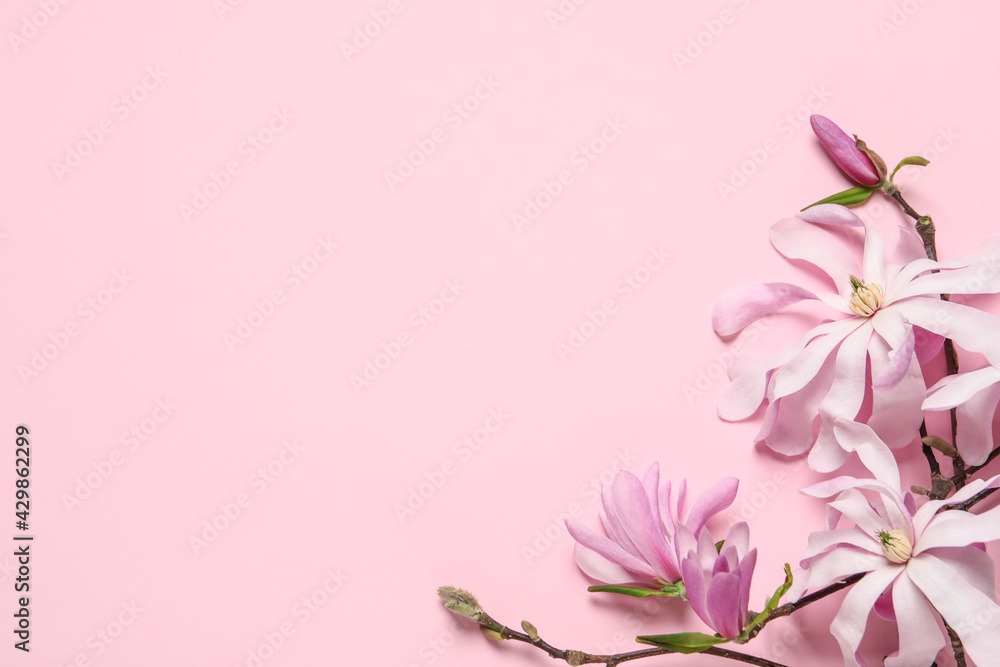 Magnolia tree branches with beautiful flowers on pink background, flat lay. Space for text