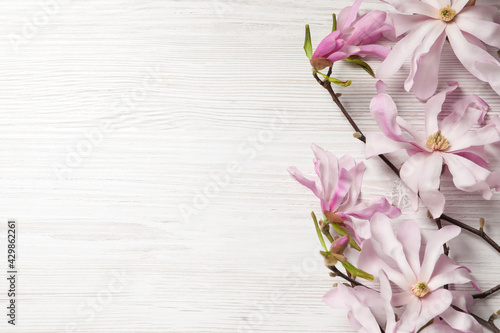 Magnolia tree branches with beautiful flowers on white wooden table, flat lay. Space for text