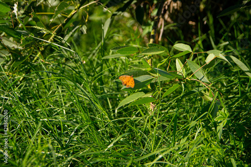 Butterfly in the last days of summer