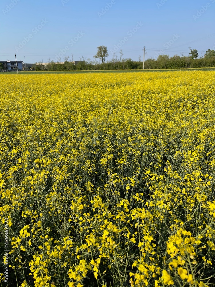 Field with yellow flowers without people in spring Field with yellow flowers without people in spring