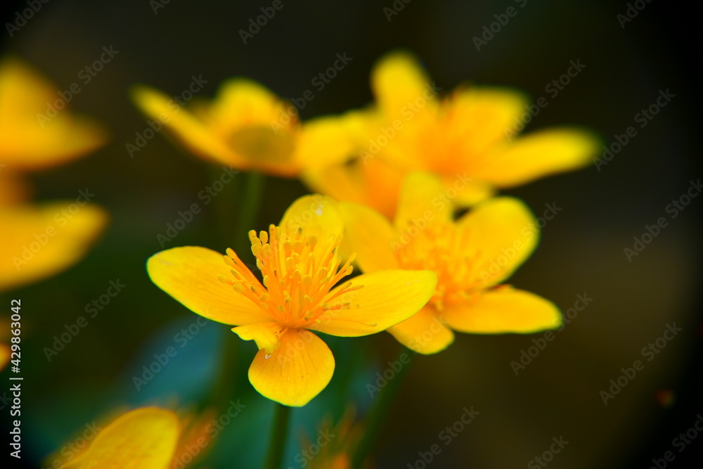 Dotterblumen Blüte Dotterblumen Blüte