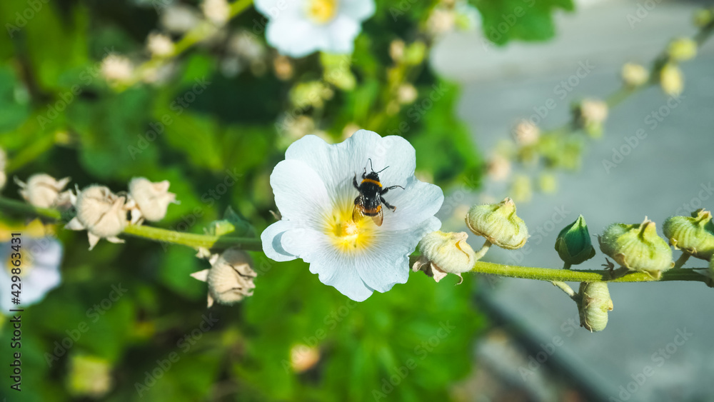 Process of flowers pollination by insects. Process of flowers pollination by insects.